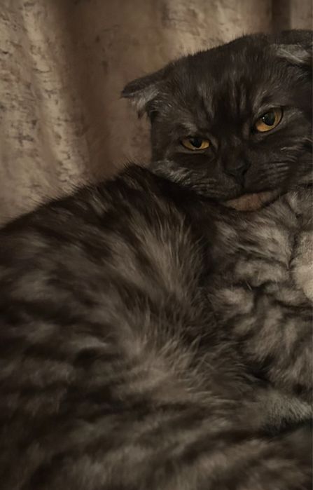 Отдам в добрые руки