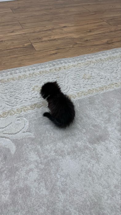 котенок породистый