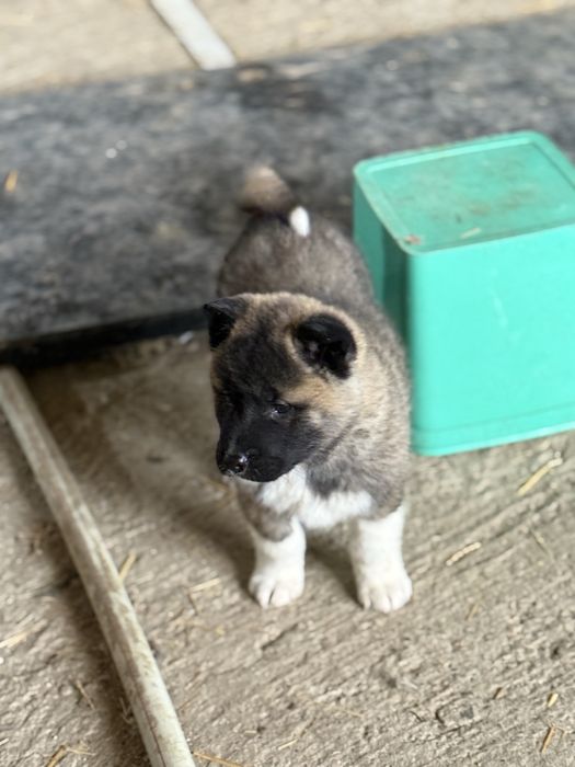 Америкаска акита кученца мъжки и женски