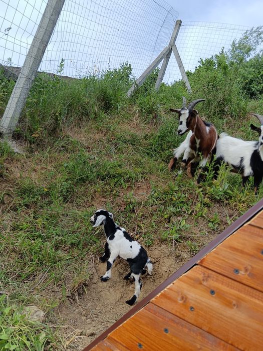 Vând familie de capre pitici