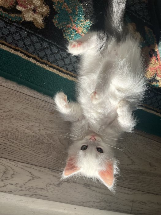 Котята 3мальчика