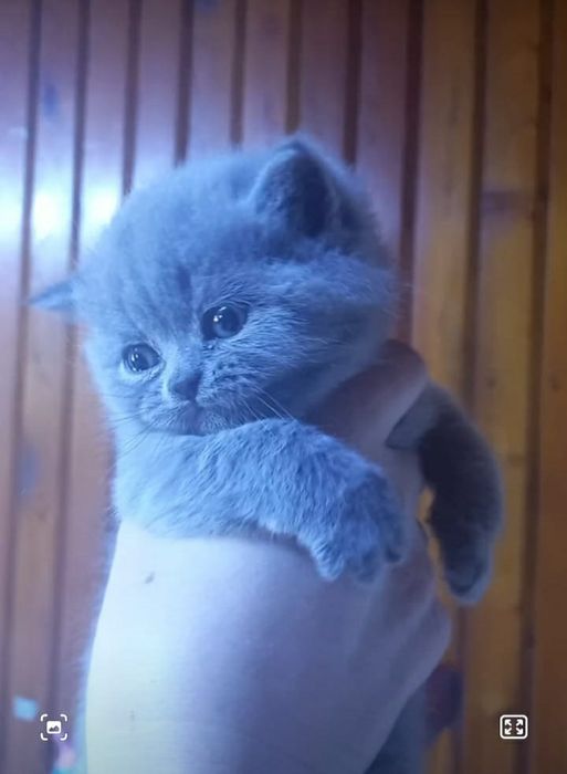 Шикарные плюшевые малыши