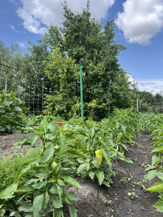 Продам дачу на берегу реки Деркул