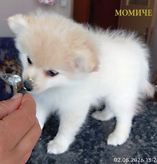 женско кученце шпиц