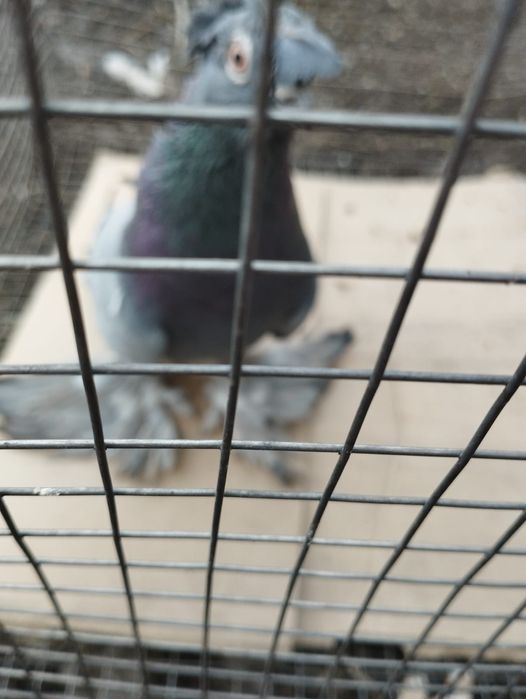 Продам самца сизы