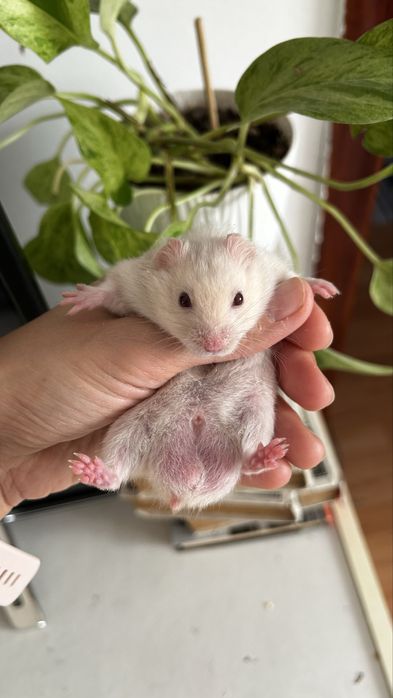 Хомяк сирииец 2 мес