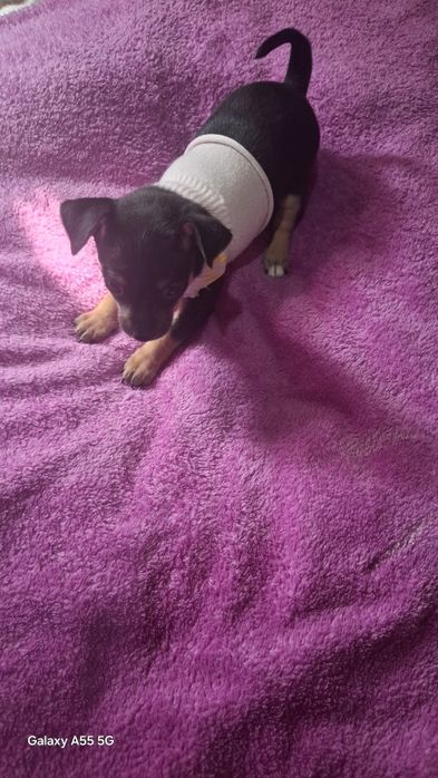 Продам мини тойчик