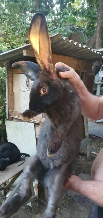 Кролики фландер продам