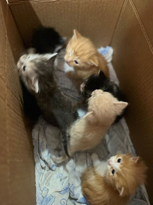 Котята красавчики