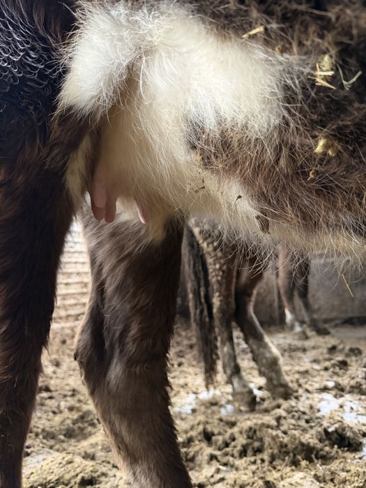 Сиыр құнажын сатылады