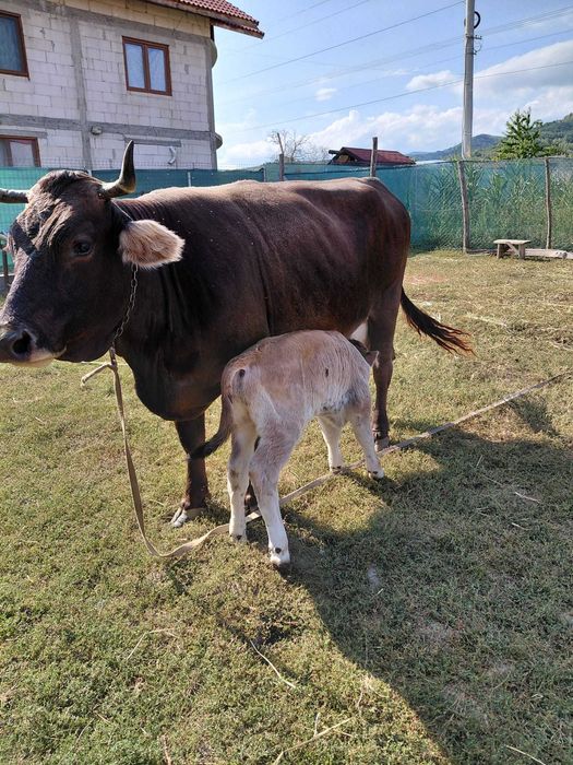 Vaca cu Vitel cauta alta casa