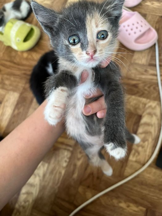 Котенки красивые