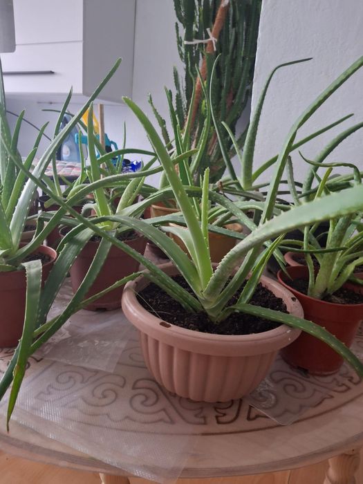 продам отростки Алоэ