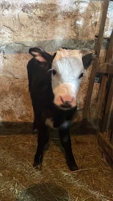 Теленок бычок 2 недельный