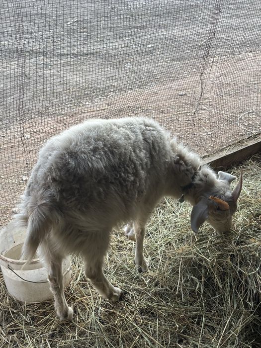 Козы англо-нубийские