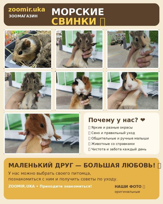 Морские свинки у нас