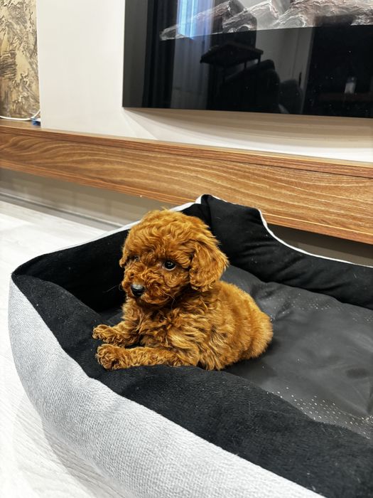 Той пудел момче / Toy poodle boy
