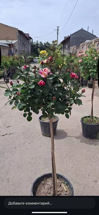 Куставые розы сорт20+