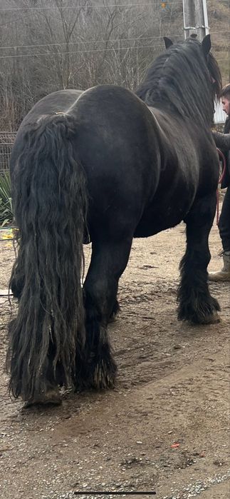 Armasar pentru monta