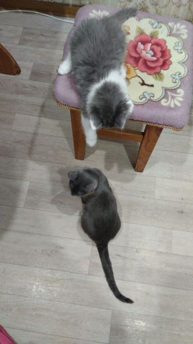 Животные продажа