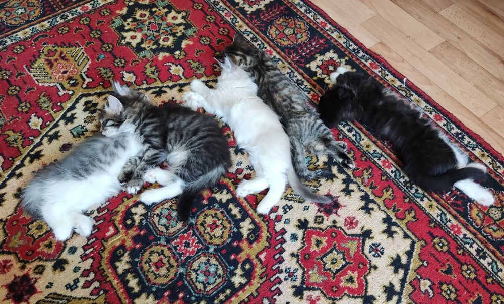 Домашние котята, 2-х месячные.