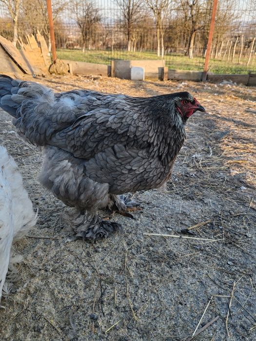 Oua Brahma, Wiandotte, Pita Pinta