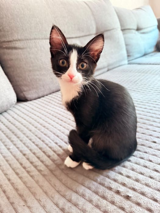 Котенок в добрые руки