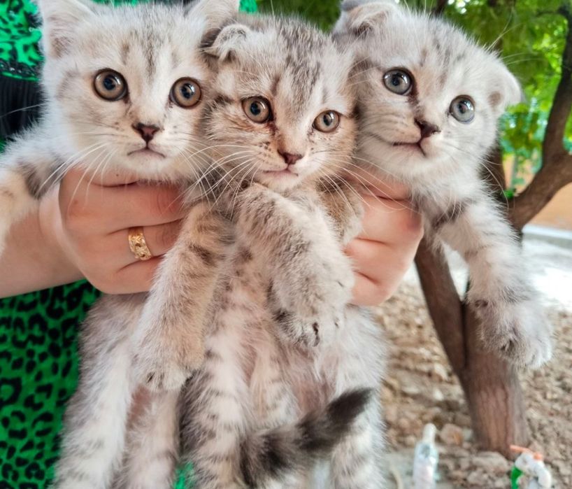 Скотч Фолд - Страйт