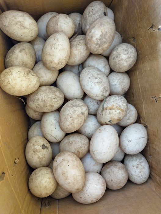 Патешки оплодени яйца.