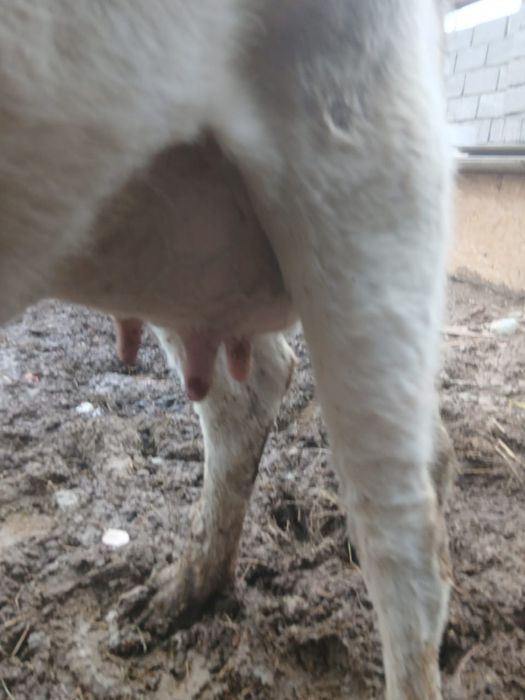 Сиыр бузауымен.