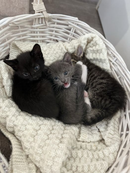 Котята в добрые руки