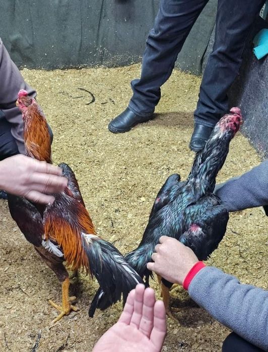 Дакан бойцовая птица