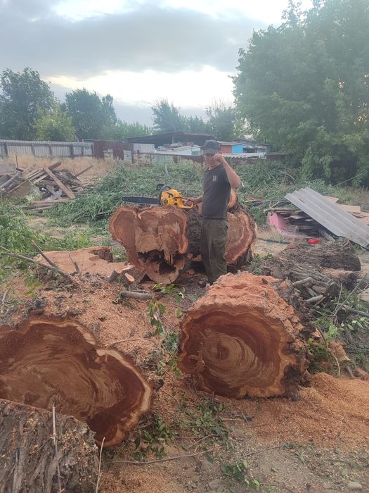 Спил деревьев не дорого