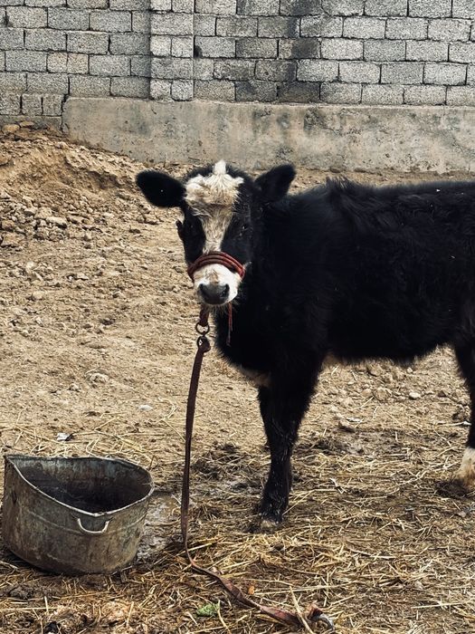 Бузау сатылады урғашы