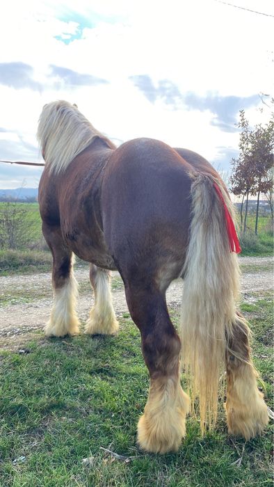 Armasar Ardenez De Monta !