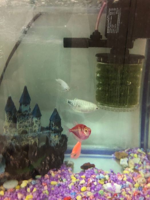 Аквариум на 35л с полным набором