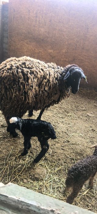 Қой егіз қозысымен қошқар