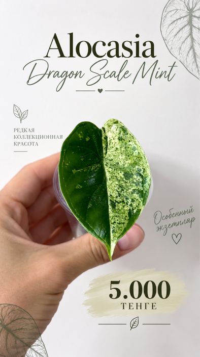 Каладим Флорида Свитхард