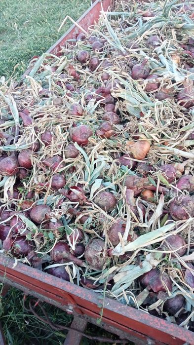 Ceapă galbenă și roșie Romania