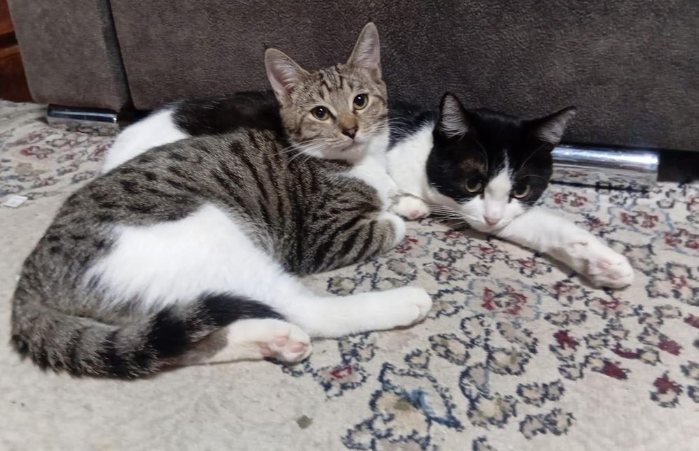 Молодой парнишка ищет дом!