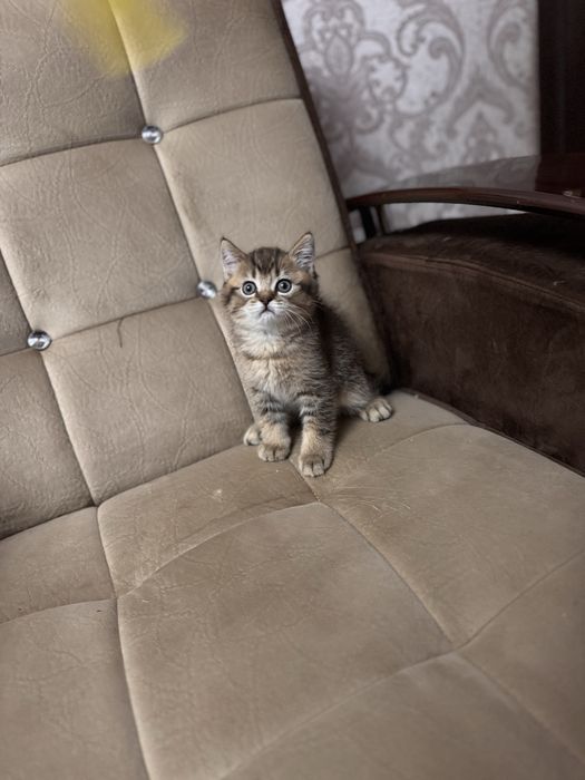 Срочно продается золотая шиншила британец