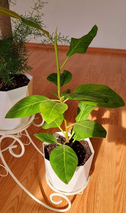 Фикус Альтиссима (Ficus Altissima)