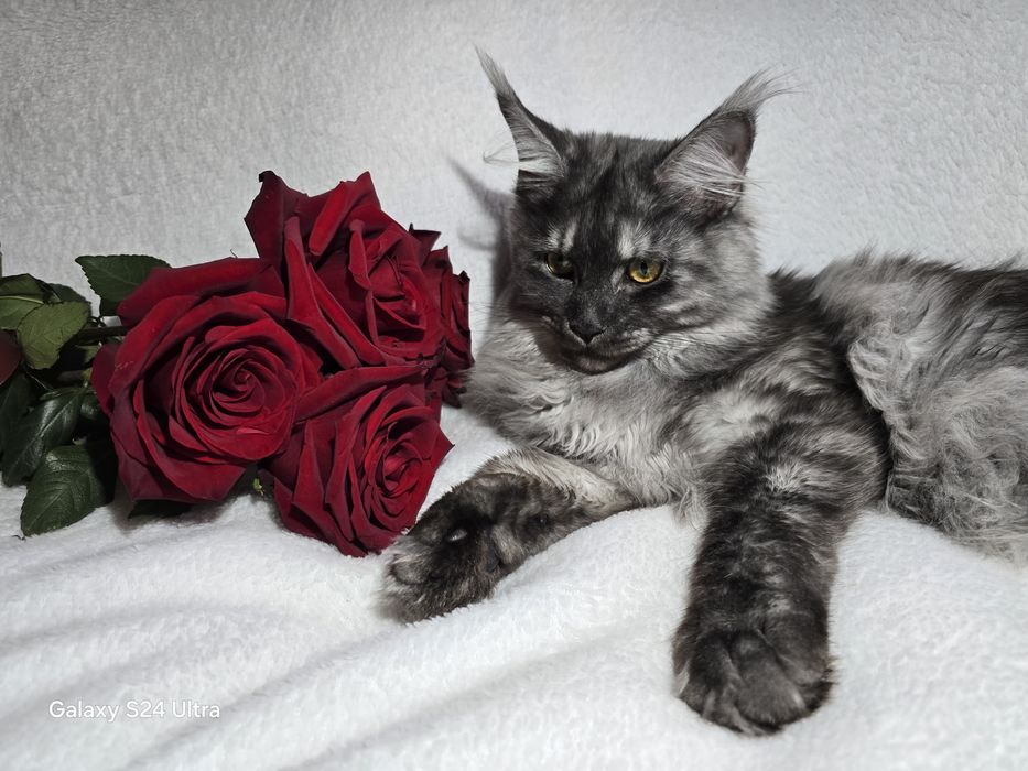 Maine coon Maine coon