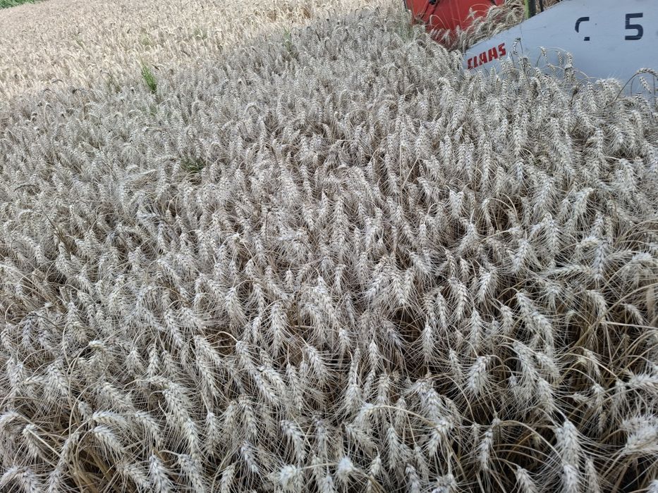 Grâu productie 2025