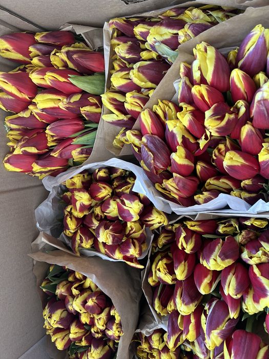 Тюлпаны 1000 тг ден бар