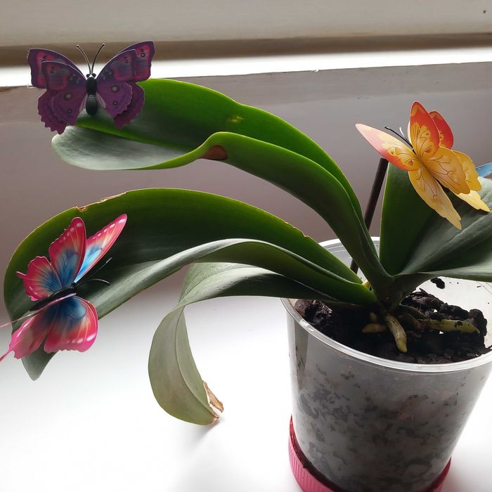 Гербери пеперуди  златна роза ефектна колекция