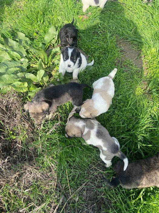 Щенкам нужен дом