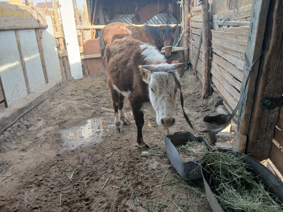 Қашар сатылады..