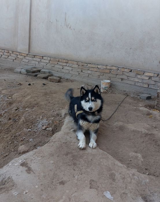 Хаски   сотилади