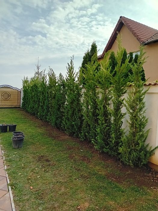 Vând plantă cupresus, chiparos leylandii